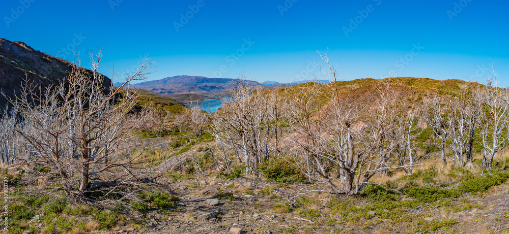 Hiking trail towards Refugio Grey and Glacier Grey, surrounded by austral forests in Torres del Paine National Park, Patagonia, Chile, at sunny day and blue sky. Hiking trail towards Refugio Grey and Glacier Grey, surrounded by austral forests in Torres del Paine National Park, Patagonia, Chile, at sunny day and blue sky.