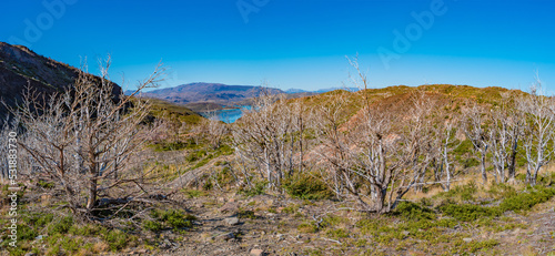 Hiking trail towards Refugio Grey and Glacier Grey, surrounded by austral forests in Torres del Paine National Park, Patagonia, Chile, at sunny day and blue sky.