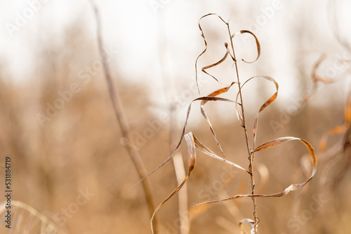 Macro view wild dried grass plant. Autumn  fall nature background. shallow depth of field