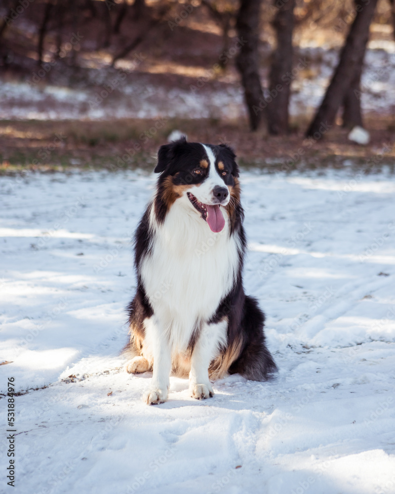portrait of a domestic dog in the snow portrait of a domestic dog in the snow