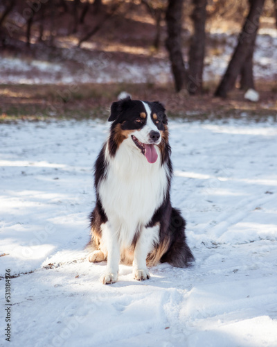 portrait of a domestic dog in the snow