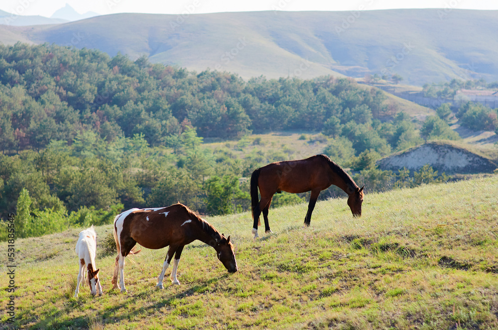 Horses grazing in green grass field.