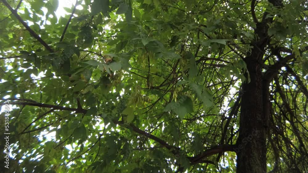 Windy weather moves the leaves of tree close up Windy weather moves the leaves of tree close up