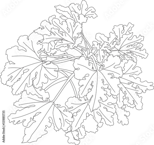 Fototapeta Naklejka Na Ścianę i Meble -  Zucchini plant illustration.
Top view of a vegetable garden in vector.