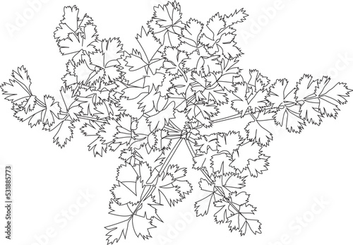 Top view of a celery plant. Vector vegetable garden illustration.