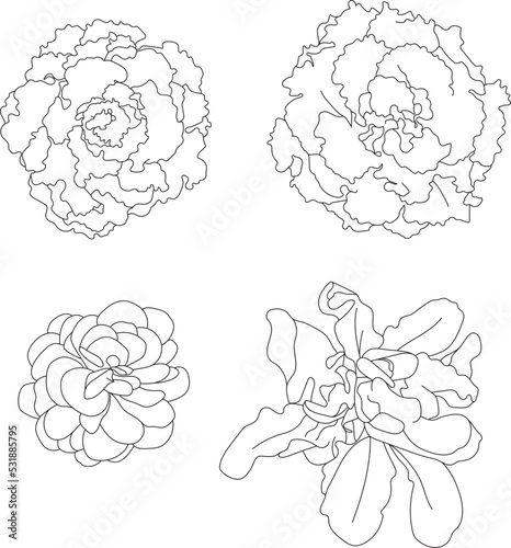 Salad head top view. 
Vector illustration of vegetable garden. 