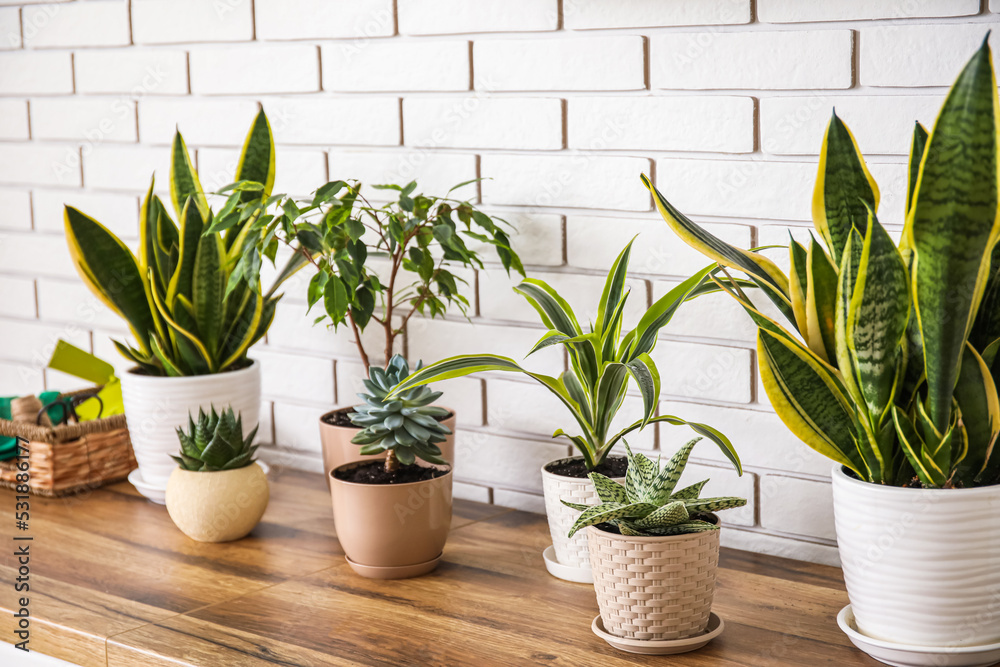 Different houseplants on table near white brick wall Different houseplants on table near white brick wall