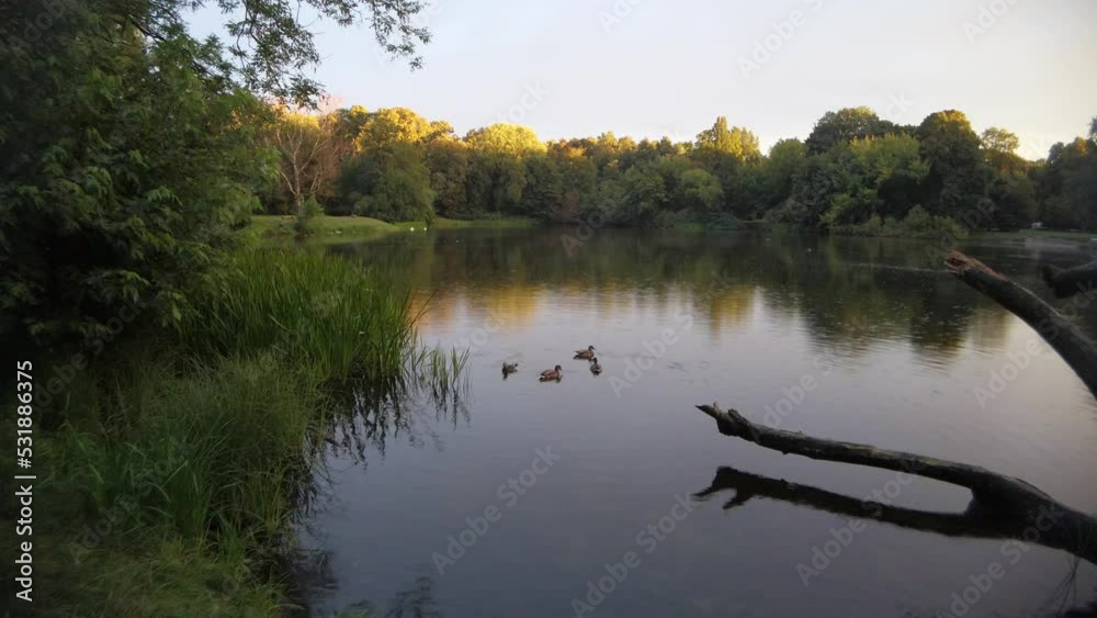 group of ducks and ducklings swim in a park lake in Warsaw at golden hour in calm water in golden hour with tree reflections on water group of ducks and ducklings swim in a park lake in Warsaw at golden hour in calm water in golden hour with tree reflections on water