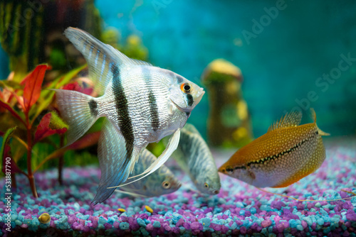 Photography Opaline gourami and silver angelfish, feeding tropical fish in a home aquarium