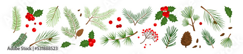 Christmas pine cone, branch spruce and fir, evergreen vector icon, winter tree, green plant and red holly berry, mistletoe isolated on white background. Cartoon holiday nature illustration