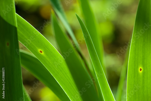 Green grass in the background of bright sunlight from the back. Soft image background