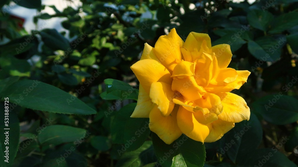 Closeup shot of a yellow rose in the garden - obrazy, fototapety, plakaty 