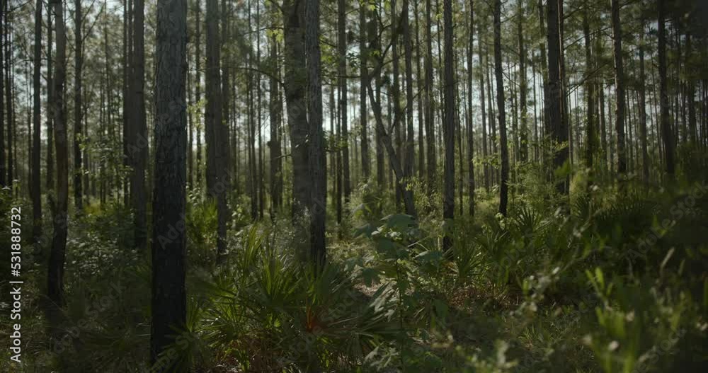 Slow moving shot of a forest around midday. Slow moving shot of a forest around midday.