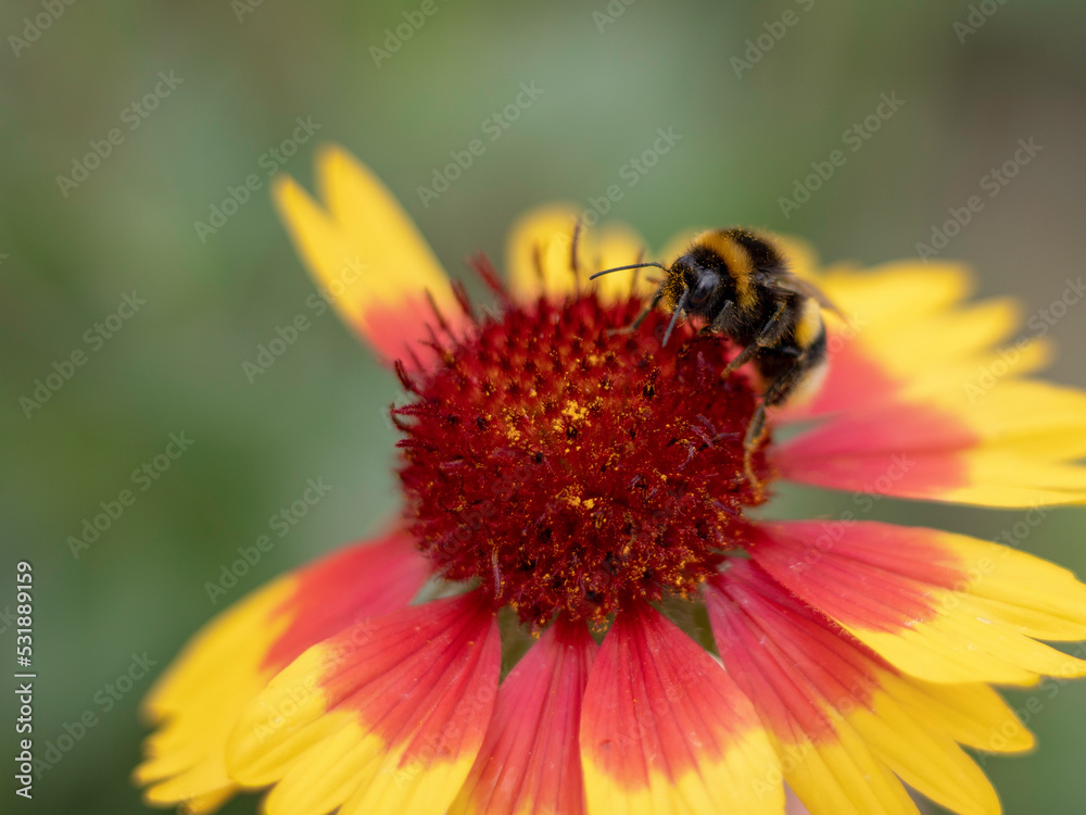 bee on flower