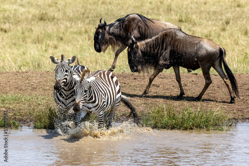 Two plains zebras  equus quagga  splashes into a waterhole in the Masai Mara  Kenya  whilst two white-bearded wildebeest  connochaetes taurinus walk behind