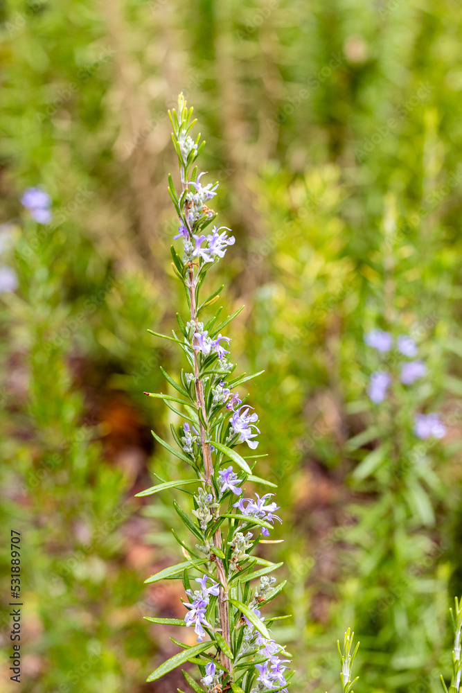 Fresh Rosemary Herb grow outdoor.