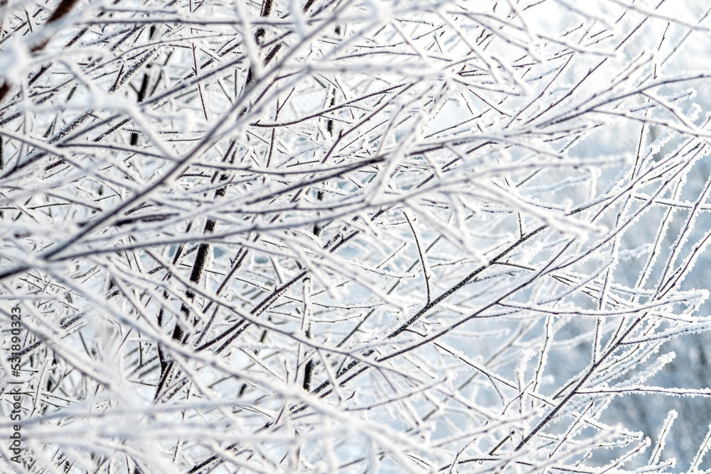 frosted tree branches close up on frosty day frosted tree branches close up on frosty day
