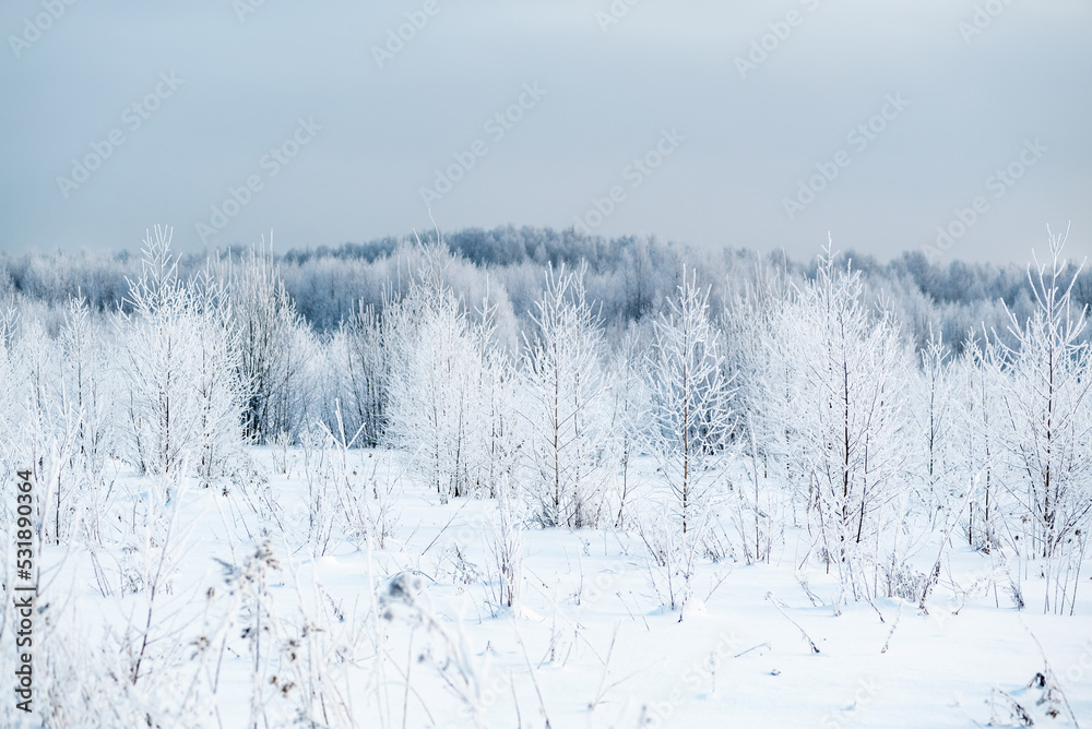 Trees covered with white hoarfrost winter landscape
