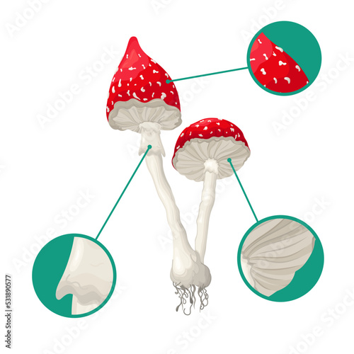 Raster illustration of the  amanita  fungus.