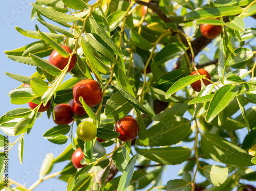 Bild auf Leinwand Simmondsia chinensis - jojoba - immature pilaf on a tree on a Sunny day