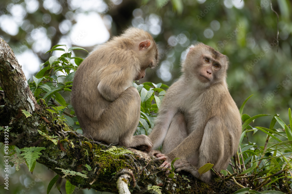 Two monkeys cleaning each other by finding ticks or flea on the tree in the forest.