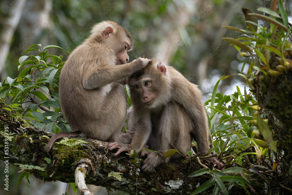 Two monkeys cleaning each other by finding ticks or flea on the tree in the forest. Two monkeys cleaning each other by finding ticks or flea on the tree in the forest.