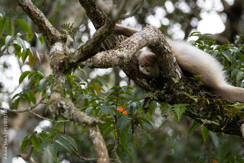 Monkey on the tree  monkey climbing a tree in the forest