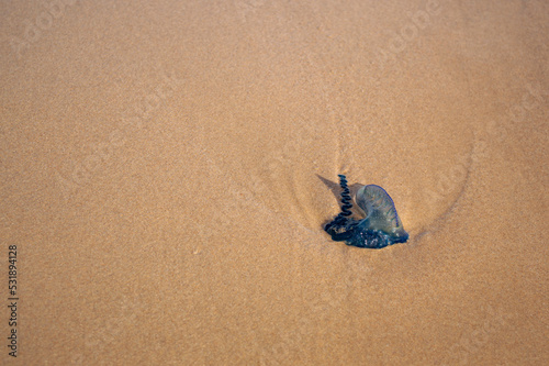 Bluebottle jellyfish in Australia