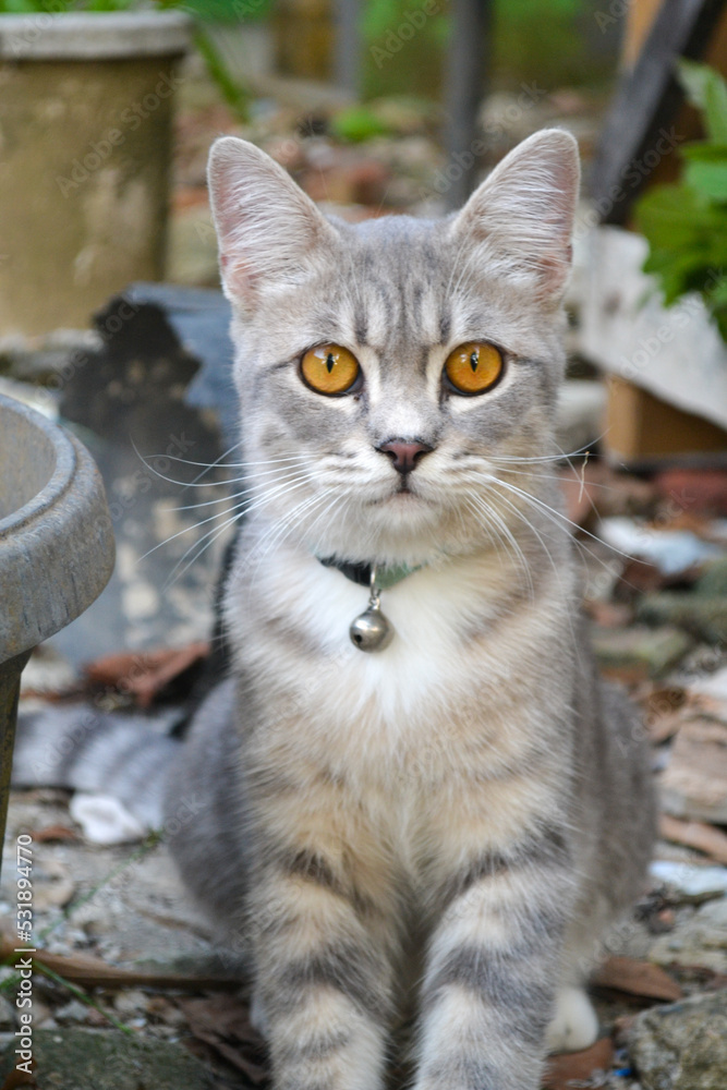 portrait of a close up british short hair mix domestic cat in the garden portrait of a close up british short hair mix domestic cat in the garden