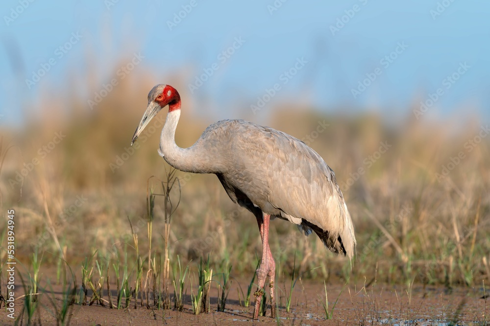 Fototapeta premium Closeup shot of a sarus crane standing against a blurred background of dry grass