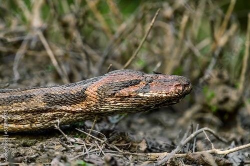 Closeup shot of the head of a green anaconda crawling on dry branches with blurred background photo