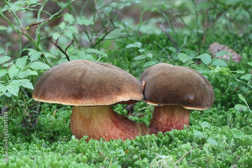 dziki grzyb w lesie na drzewie w mchu