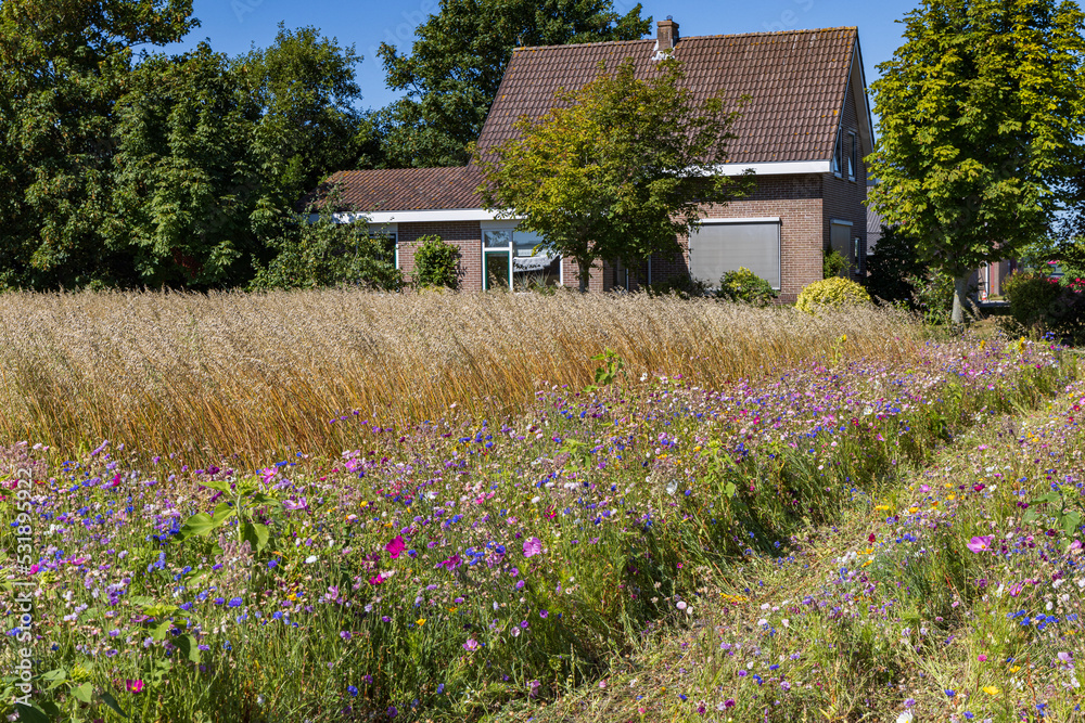 Nature inclusive agriculture with wild flowers borders along oats field wiin North Holland in The Netherlands for positive impact on biodiversity Nature inclusive agriculture with wild flowers borders along oats field wiin North Holland in The Netherlands for positive impact on biodiversity