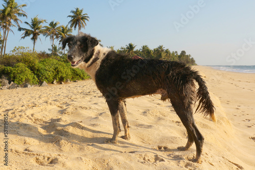 Wet dog on the beach in india. © d_odin
