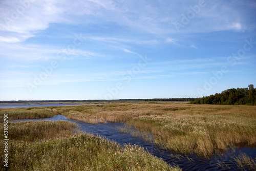 Landskape with the lake full of reed and beautiful pale blue sky