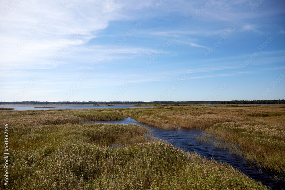 Landskape with the lake full of reed and beautiful pale blue sky