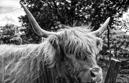 schwarz-weiß  Schottisches Hochlandrind oder  Highland Cattle oder Kyloe  Mit ihrem rotbraunen Zottelfell und den charakteristischen Hörnern gehören Hochlandrinder  Wahrzeichen Schottlands.  