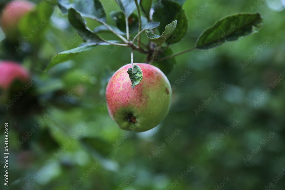 Organic apple higing on the branch of an apple tree, eco products Organic apple higing on the branch of an apple tree, eco products
