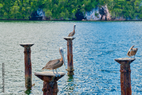 Samaná República Dominicana Aitises