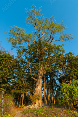 Pterocarpus dalbergioides (narra tree) on Andaman Islands.