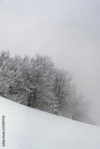 Trees covered with snow on the edge of the forest. Winter mountain landscape with trees after a snowfall.