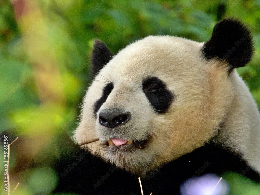 Nahaufnahme Pandabär Nahaufnahme Pandabär