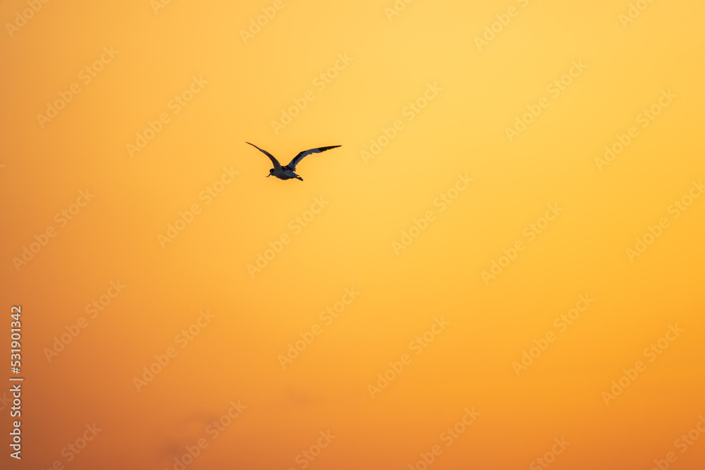 Water bird pied avocet, lat. Recurvirostra avosetta, flies over the lake in orange sunset light. The pied avocet is a large black and white wader with long, upturned beak Water bird pied avocet, lat. Recurvirostra avosetta, flies over the lake in orange sunset light. The pied avocet is a large black and white wader with long, upturned beak