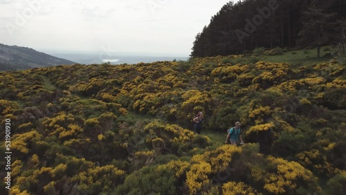 Aerial shot following from the front a couple walking up a trail between bushes with yellow flowers. photo