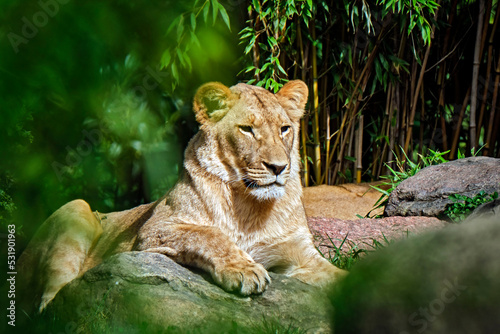 Löwe ( Panthera leo ). photo