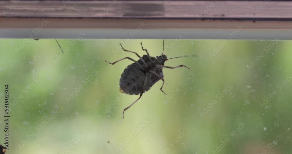 Stink bugs closeup on the window