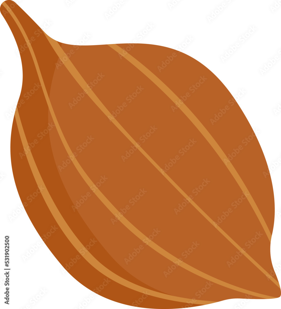 Coriander Herb Spice. Vector illustration Coriander Herb Spice. Vector illustration