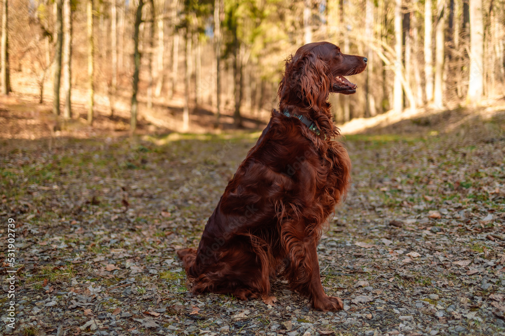 Irish red setter dog relaxing outdoors. High quality photo