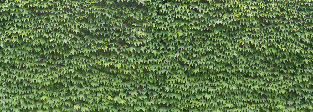 Green ivy covered wall texture background - obrazy, fototapety, plakaty 