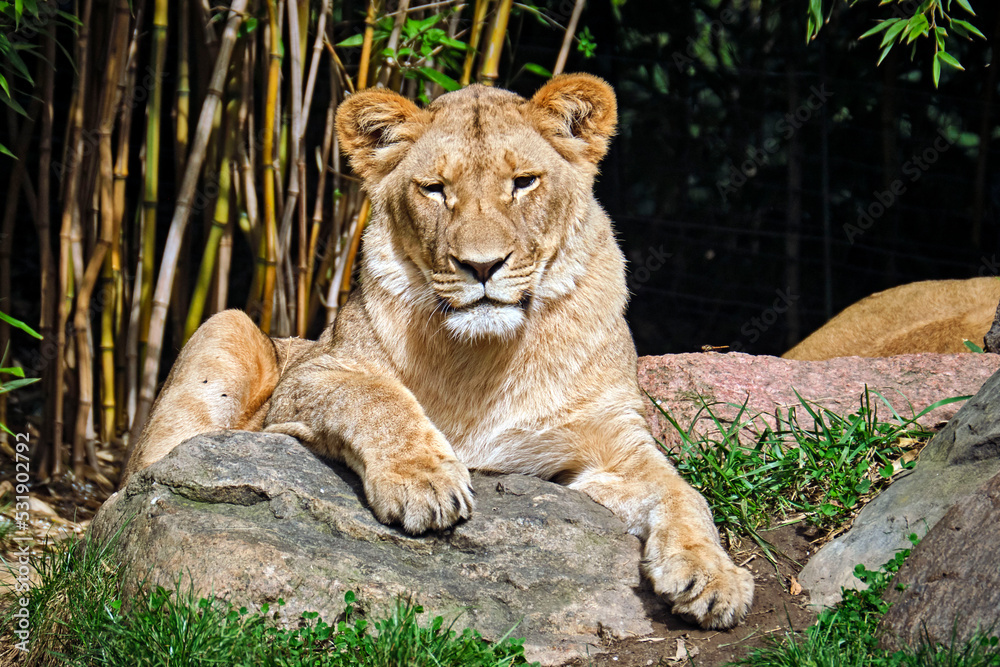 Obraz premium Löwe ( Panthera leo ).